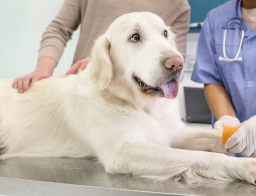 Health and Nutrition Care for Dogs