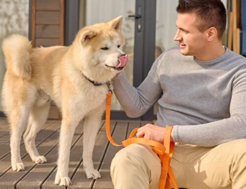 Understanding Dog Communication and Behavior